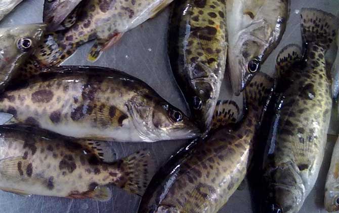 野生桂鱼多少钱一斤?