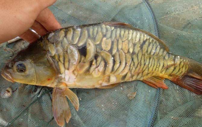 省水产科学研究所和湖南鳜鱼原种场培育的杂交鲤鱼,以散鳞道鹞副