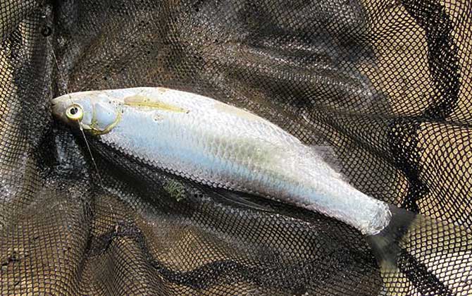 钓饵配方白条鱼是鲤科属初级淡水鱼类,俗称餐条,游