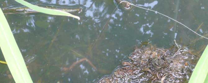 野钓小龙虾