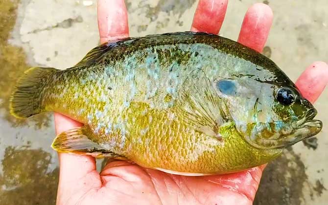 鳃太阳鱼等,广泛分布于北美洲五大湖,密西西比河,墨西哥湾的淡水流域