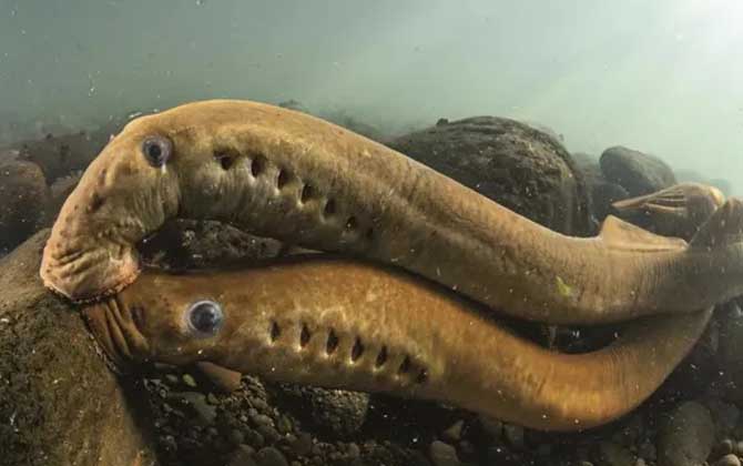 七鳃鳗是什么动物
