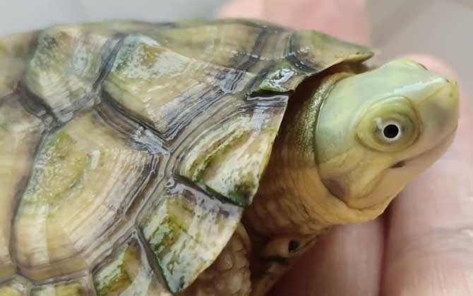 石板龟是什么龟