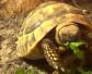 赫曼陆龟是什么龟？