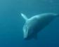 小须鲸是什么动物？