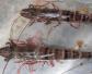 斑节虾和基围虾的区别