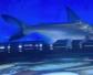 成吉思汗鲨能吃吗？