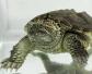 小鳄龟能长多大？