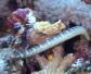 海蛇生活在浅海还是深海？