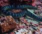 海蛇毒性有多大？