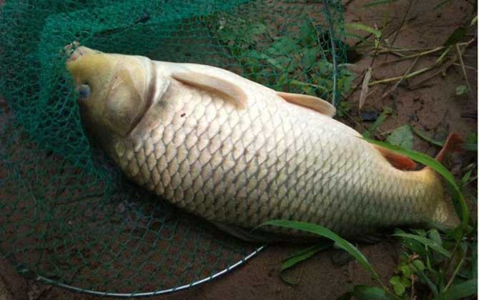 黑坑钓鲤鱼