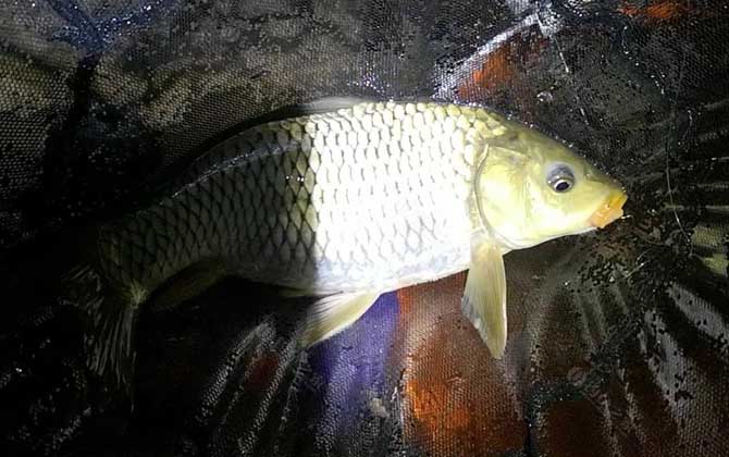 夜钓黑坑鲤鱼