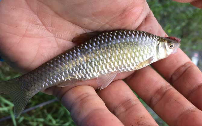 麦穗鱼又叫什么鱼？草生子、麦秆条、柳条鱼都是麦穗鱼的俗称！