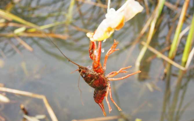 小龙虾