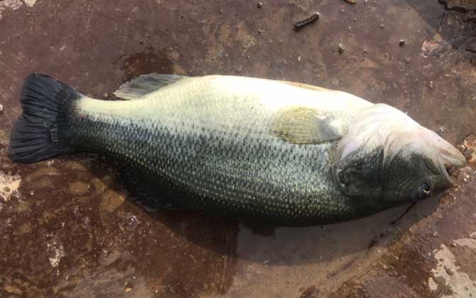 钓鲈鱼的最佳深度，不能一概而论，取决于鱼情、水情、季节等！