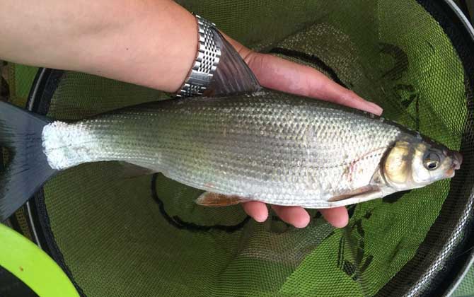 银鲴是什么鱼？重要的经济鱼类，俗称白尾、银鲹、密鲴等！