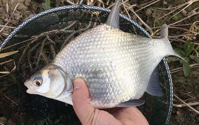 浮钓鳊鱼